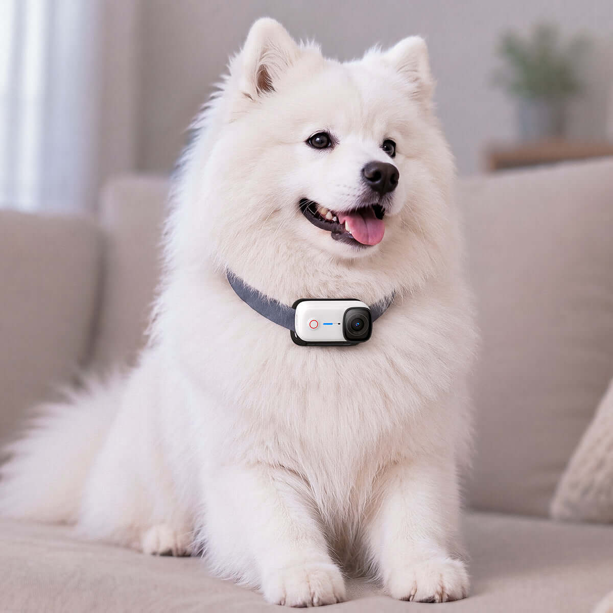 Magnetic Pet Chest Strap - Image 7