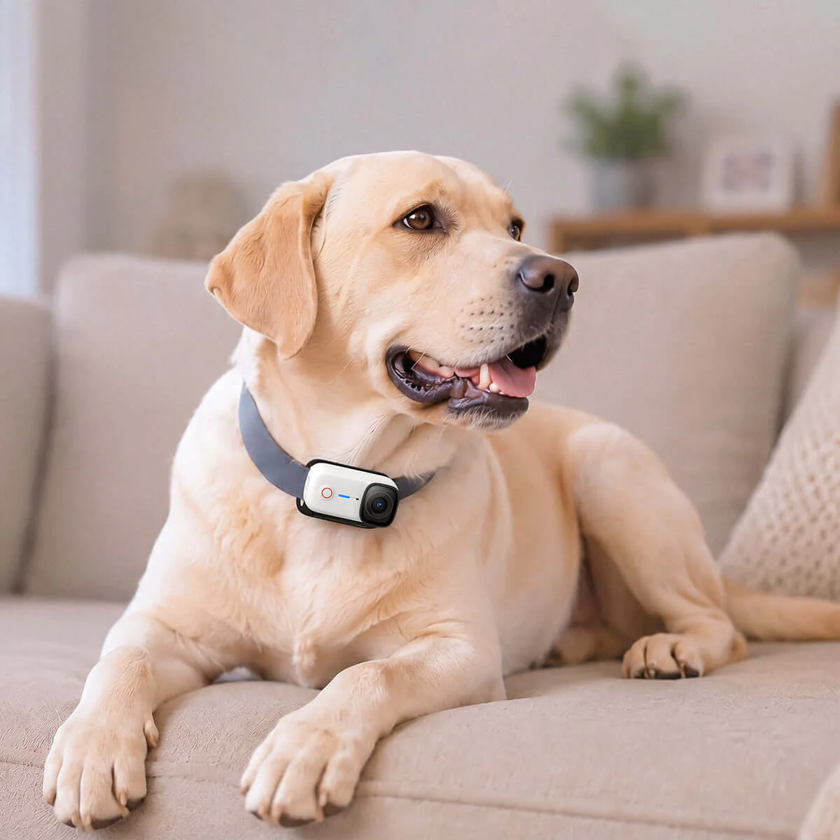 Magnetic Pet Chest Strap - Image 8
