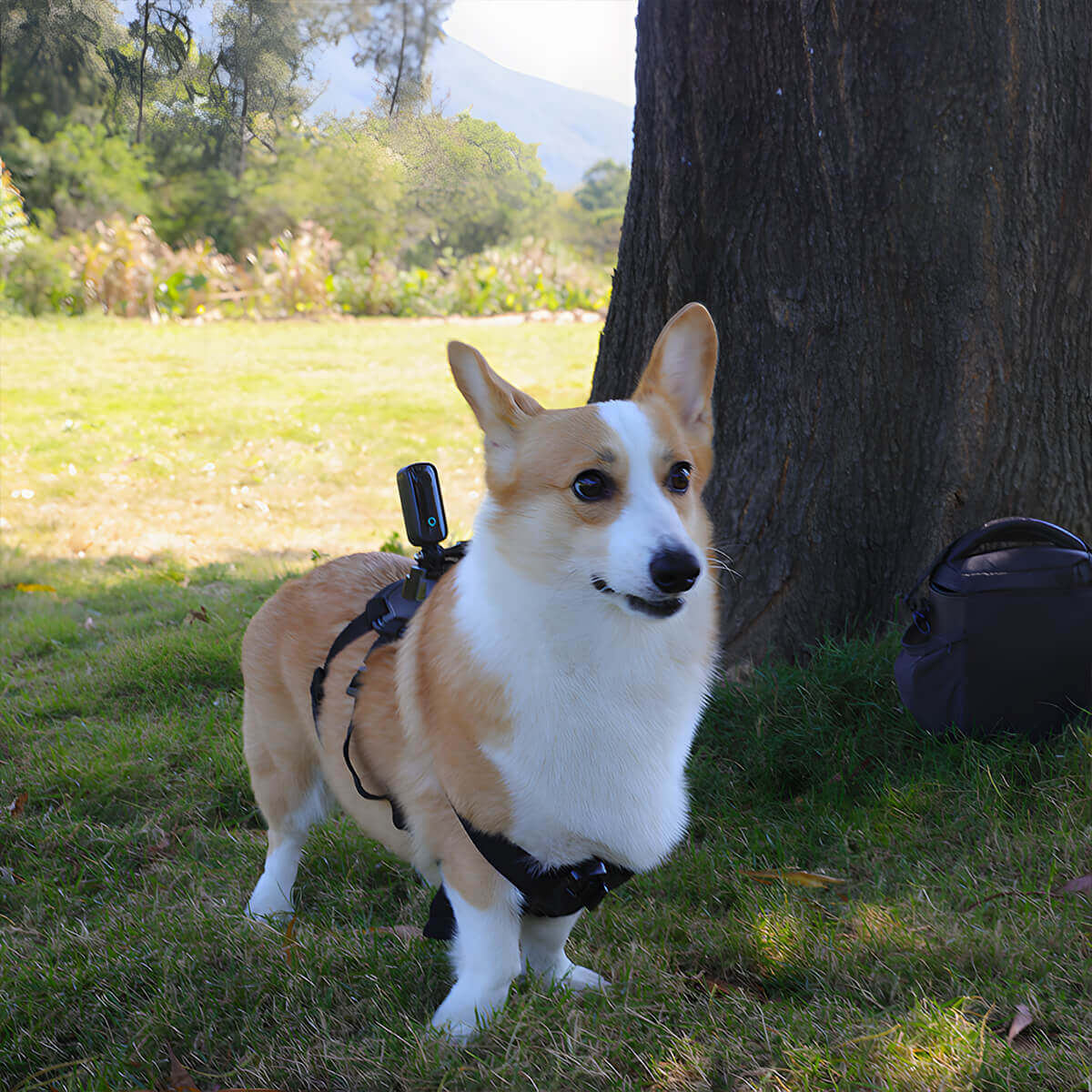 Pets Strap - Image 3